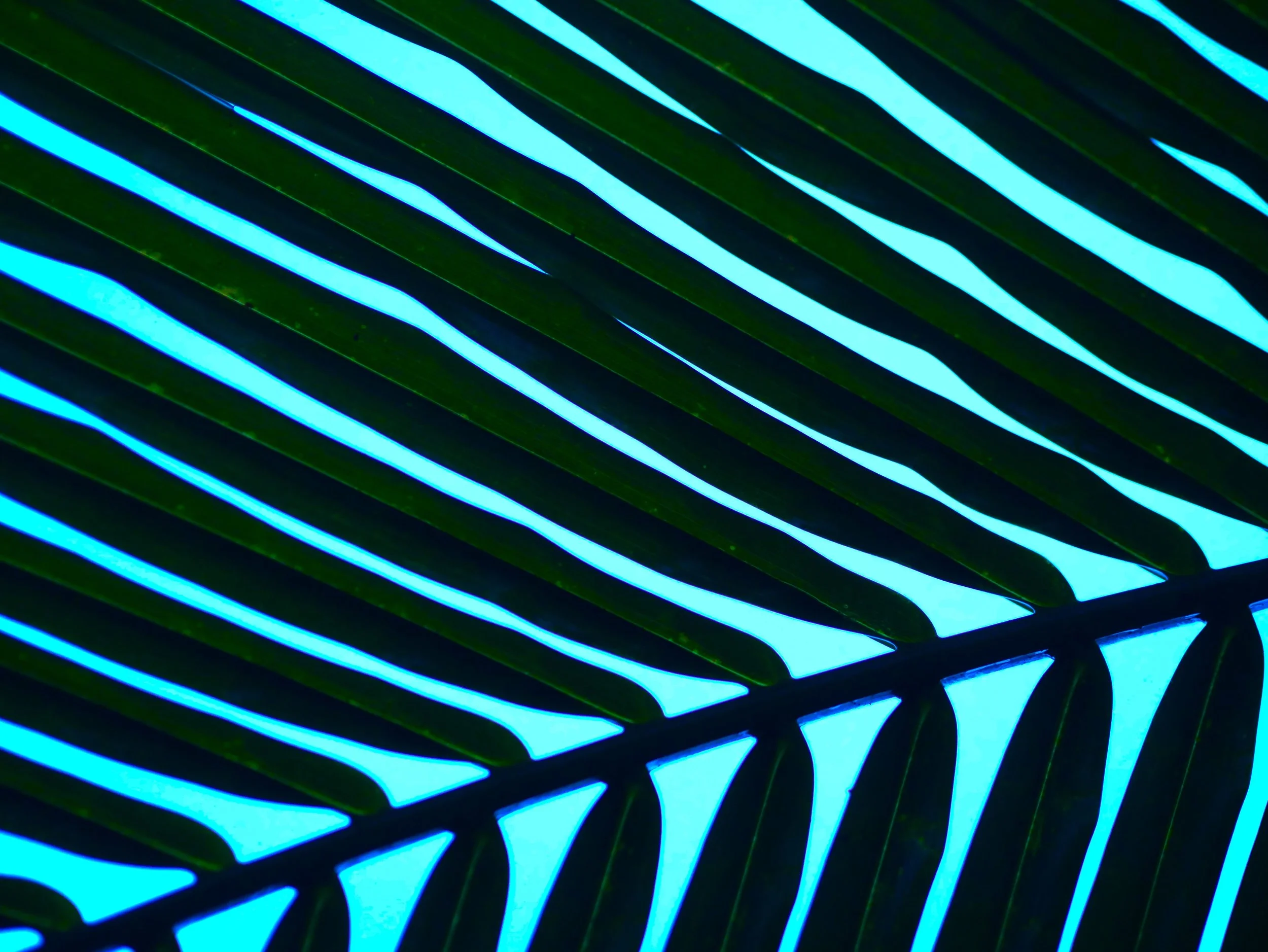Palm Tree Frond Abstract Art Lines Geographic Nature.JPG