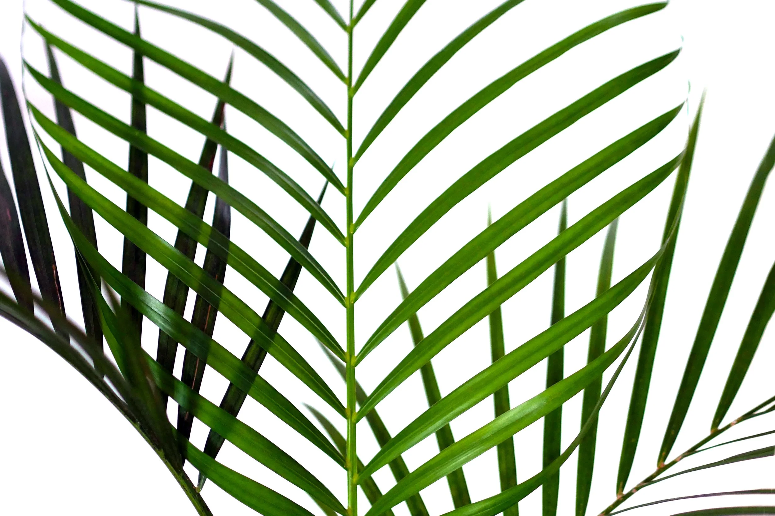 Delicate Palm Plant 2.jpg