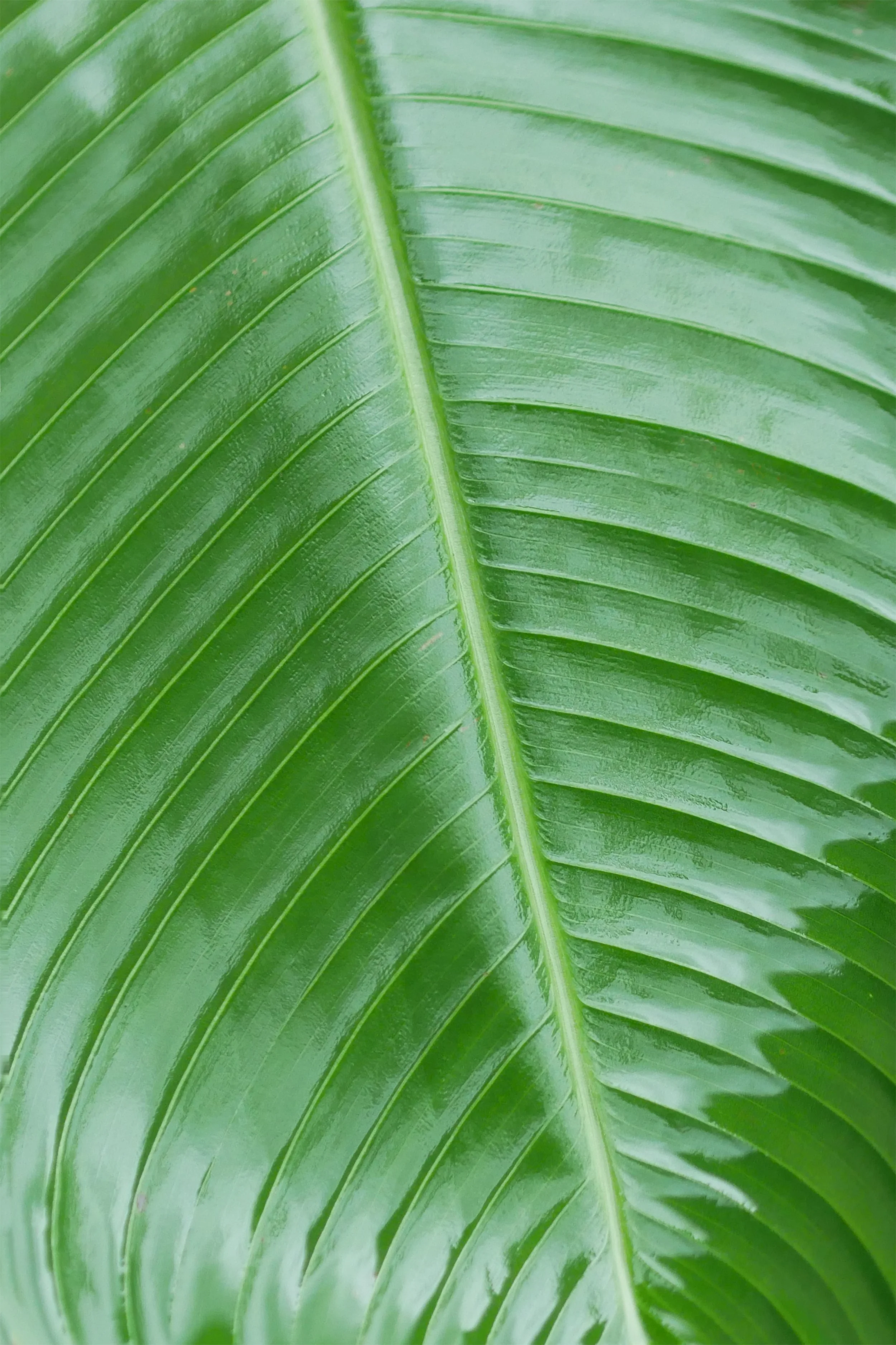 Natural Lines Abstract Nature Tropical Leaf.jpg