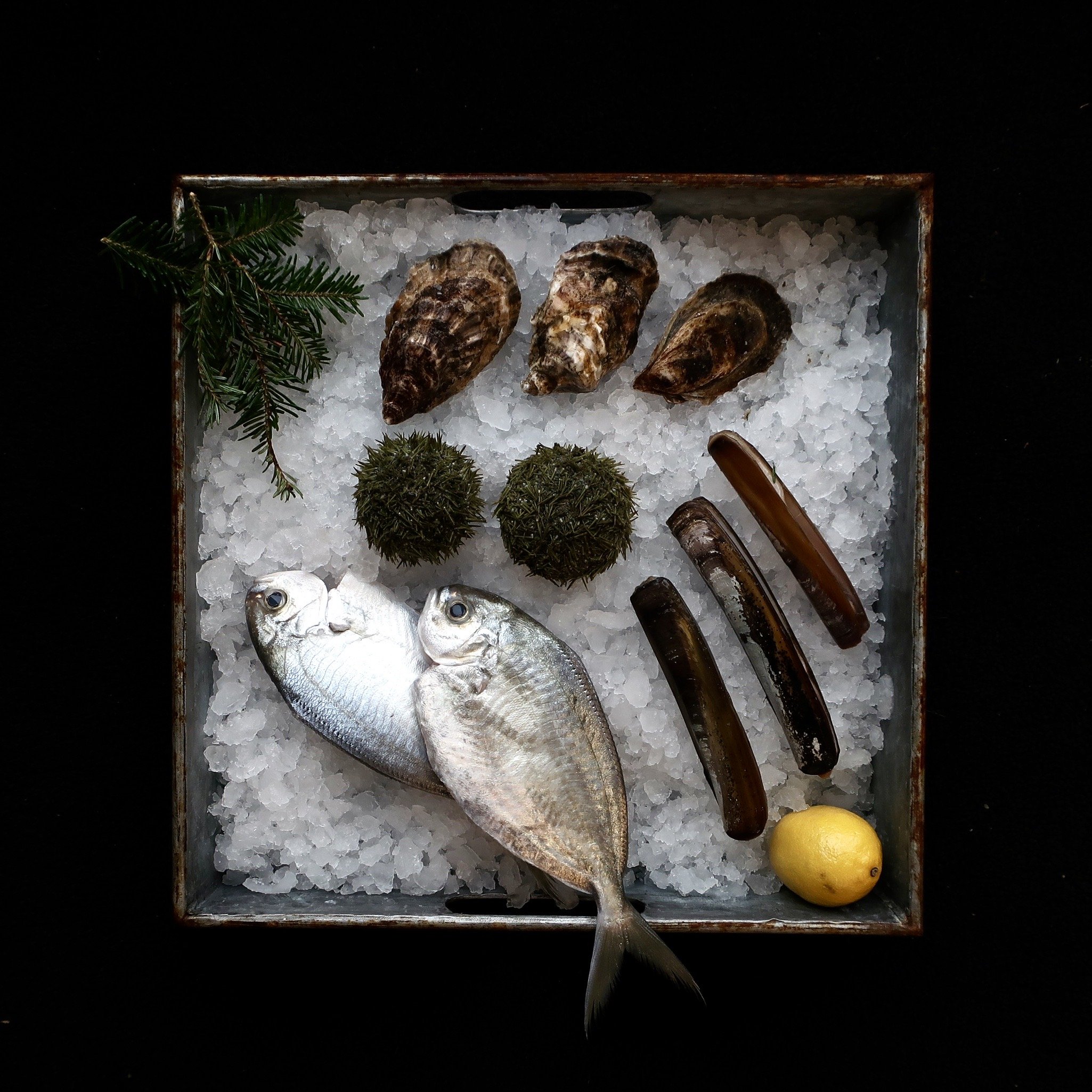 FEARLESS FISH MARKET