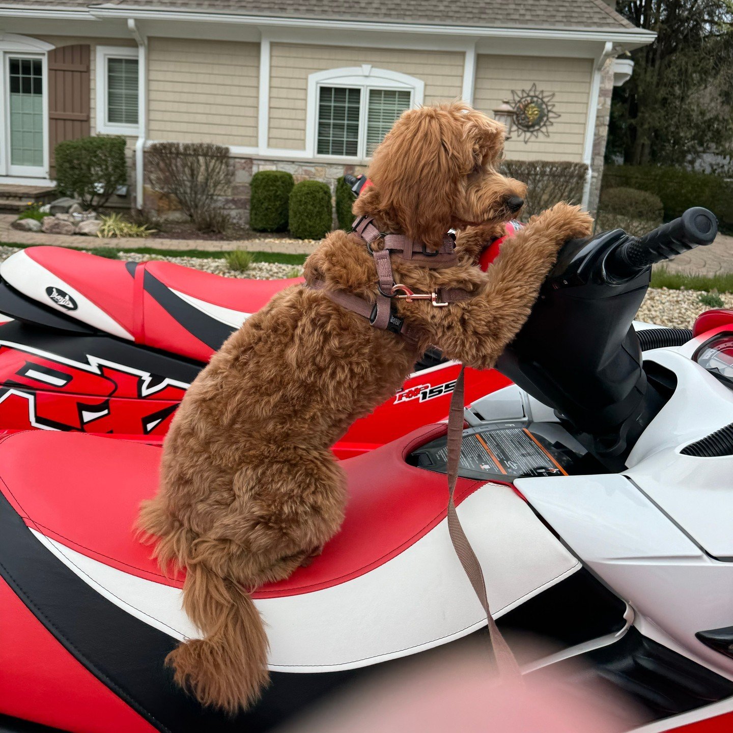 🐶🚤 The sun is out and it's a great day to hit the water on Diamond Lake!
📸 Share your weekend pics with us and we may share them on our Social Media.
.
#DiamondLake #DiamondLakeAssociation #DLA #DiamondLakeSandbar #Michigan #Cassopolis