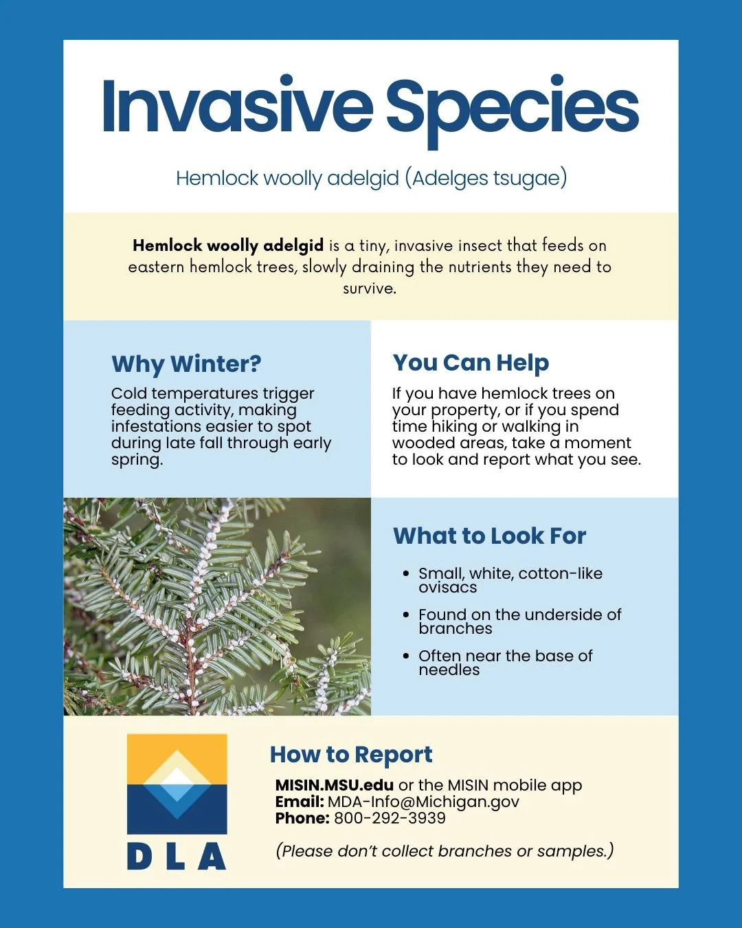 🌲 Winter is the best time to check hemlock trees for an invasive pest
The Michigan DNR and MDARD are asking property owners and outdoor enthusiasts to watch for hemlock woolly adelgid, an invasive insect that can seriously damage eastern hemlock tre