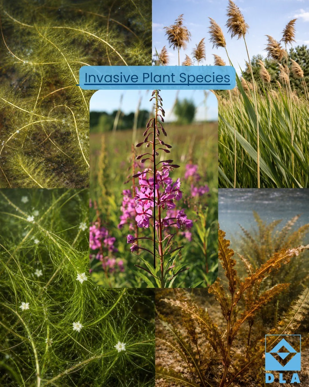 💠 The Diamond Lake Association proactively monitors invasive weed species in and around the lake, and we work together with professionals to formulate plans to treat them throughout the year.

Here's a list of some of the invasive plant and weed spe