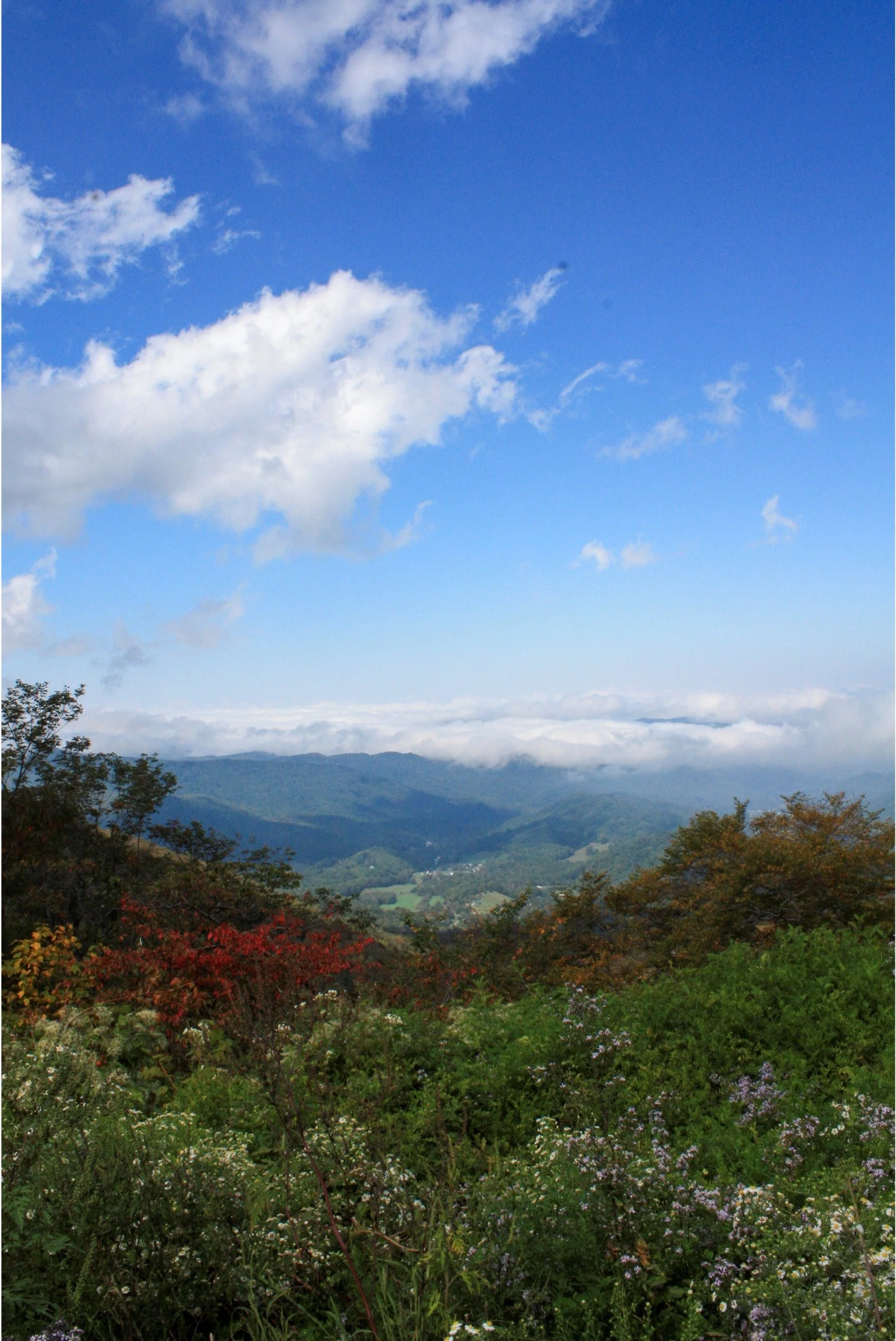 nature4.jpg