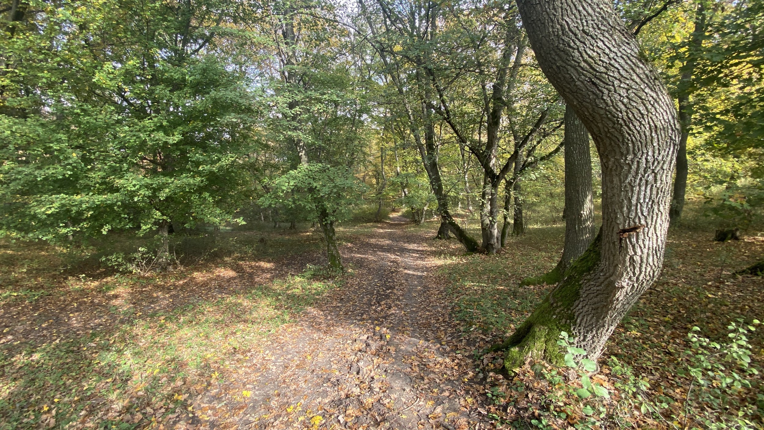 IMG_6896.jpg
