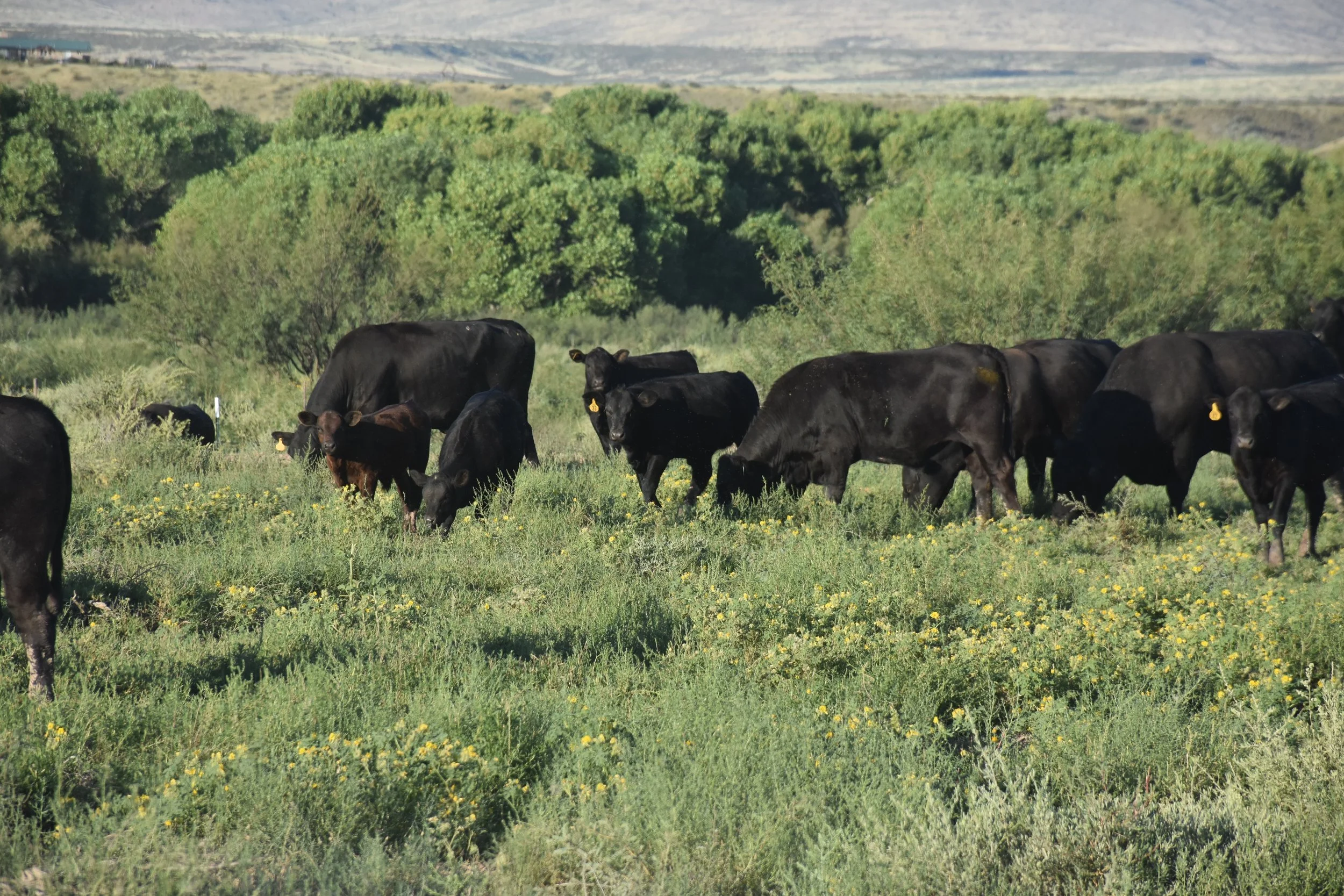 Gila River Farms Quality Grass Fed Beef Tucson & Phoenix, AZ