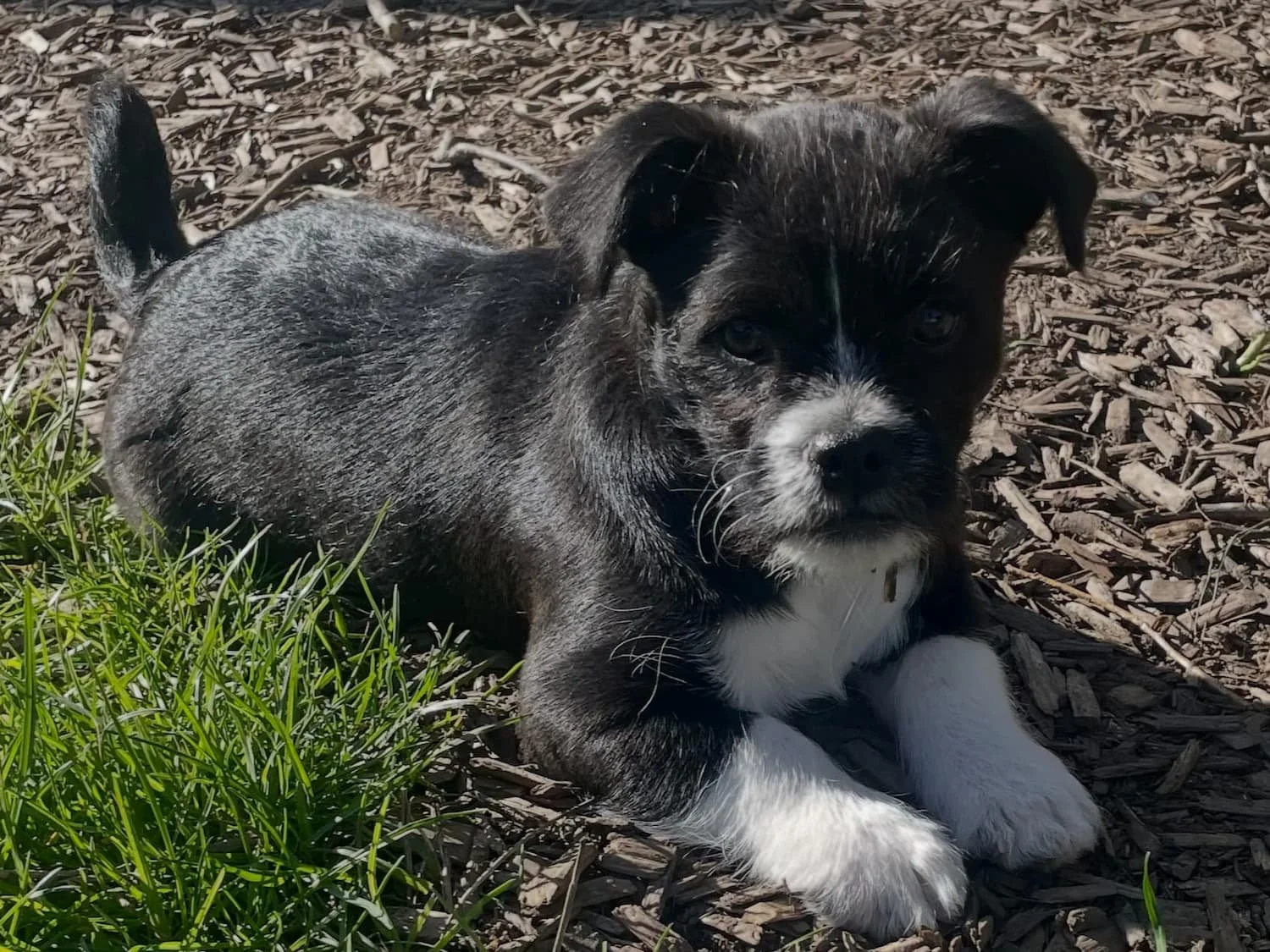 black and white mixed breed puppy lying on grass, small rescue dog, grounding moment for anxiety and overwhelm