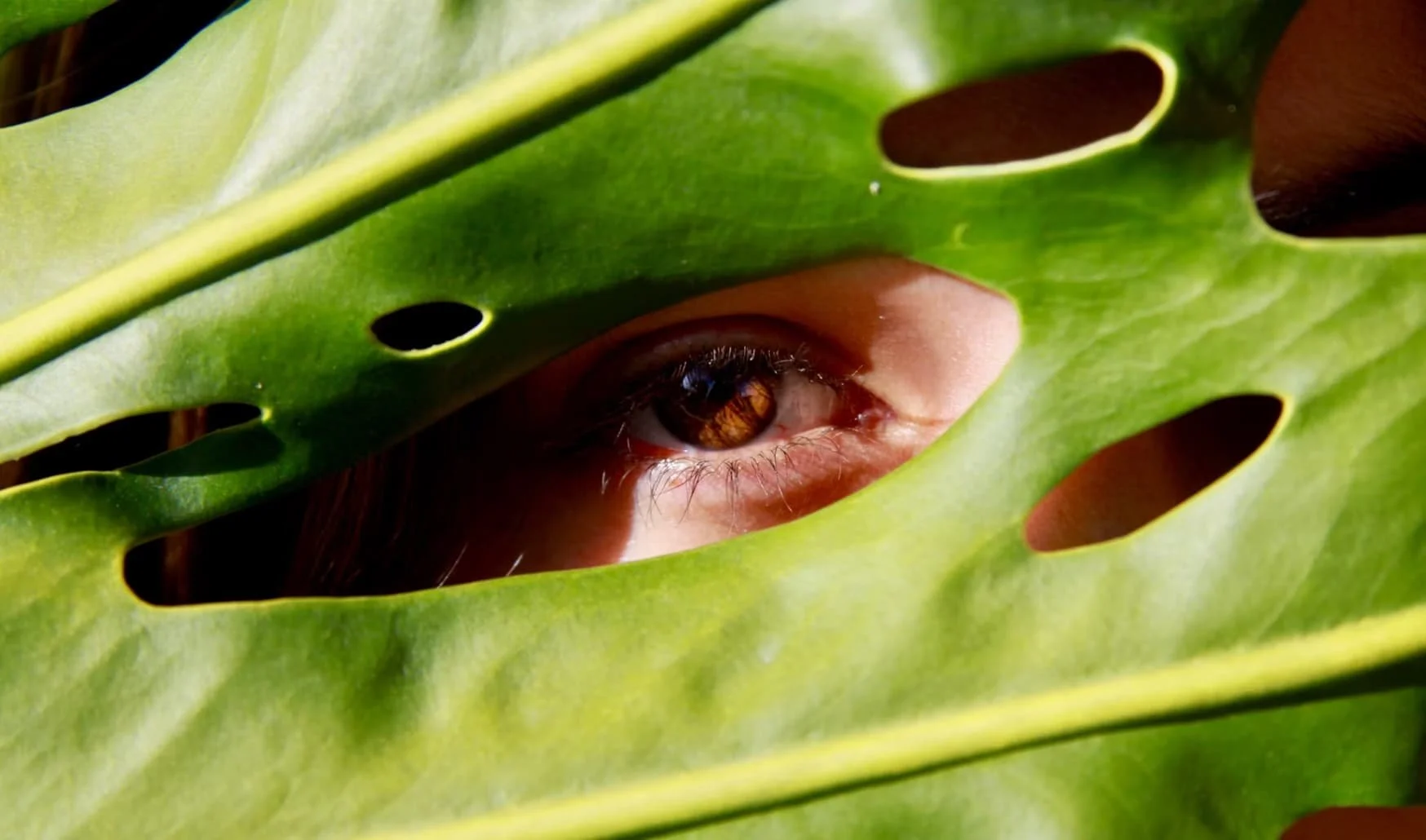 Close-up of a child’s eye peering through the openings of a large green leaf.