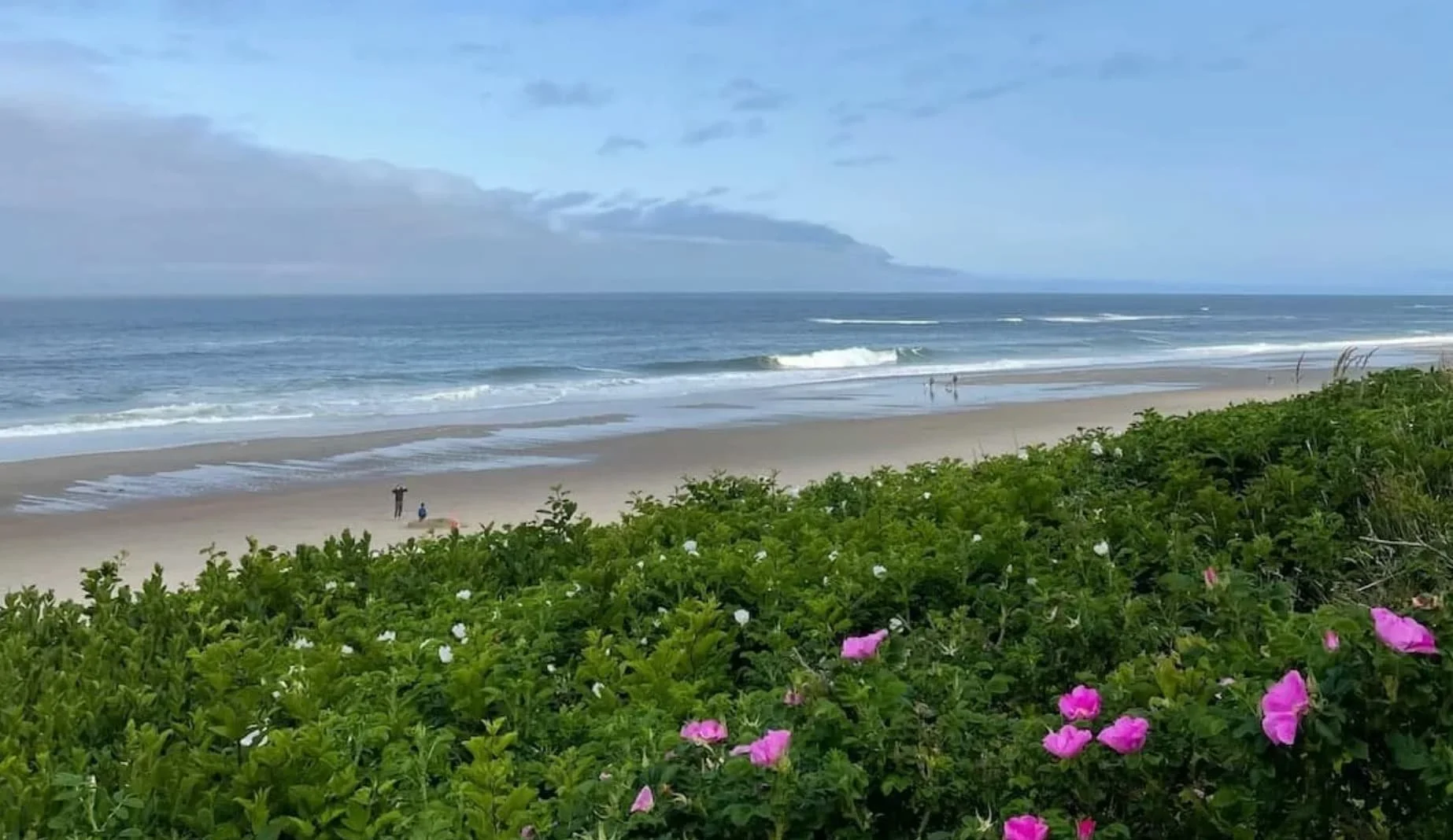Wild pink roses beside the ocean near Yachats on the Oregon coast