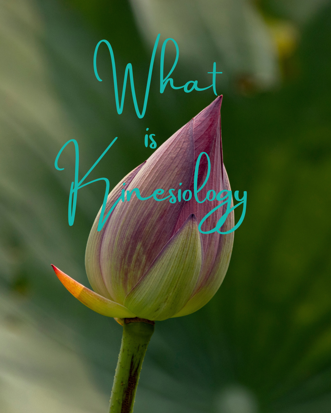 What is kinesiology?