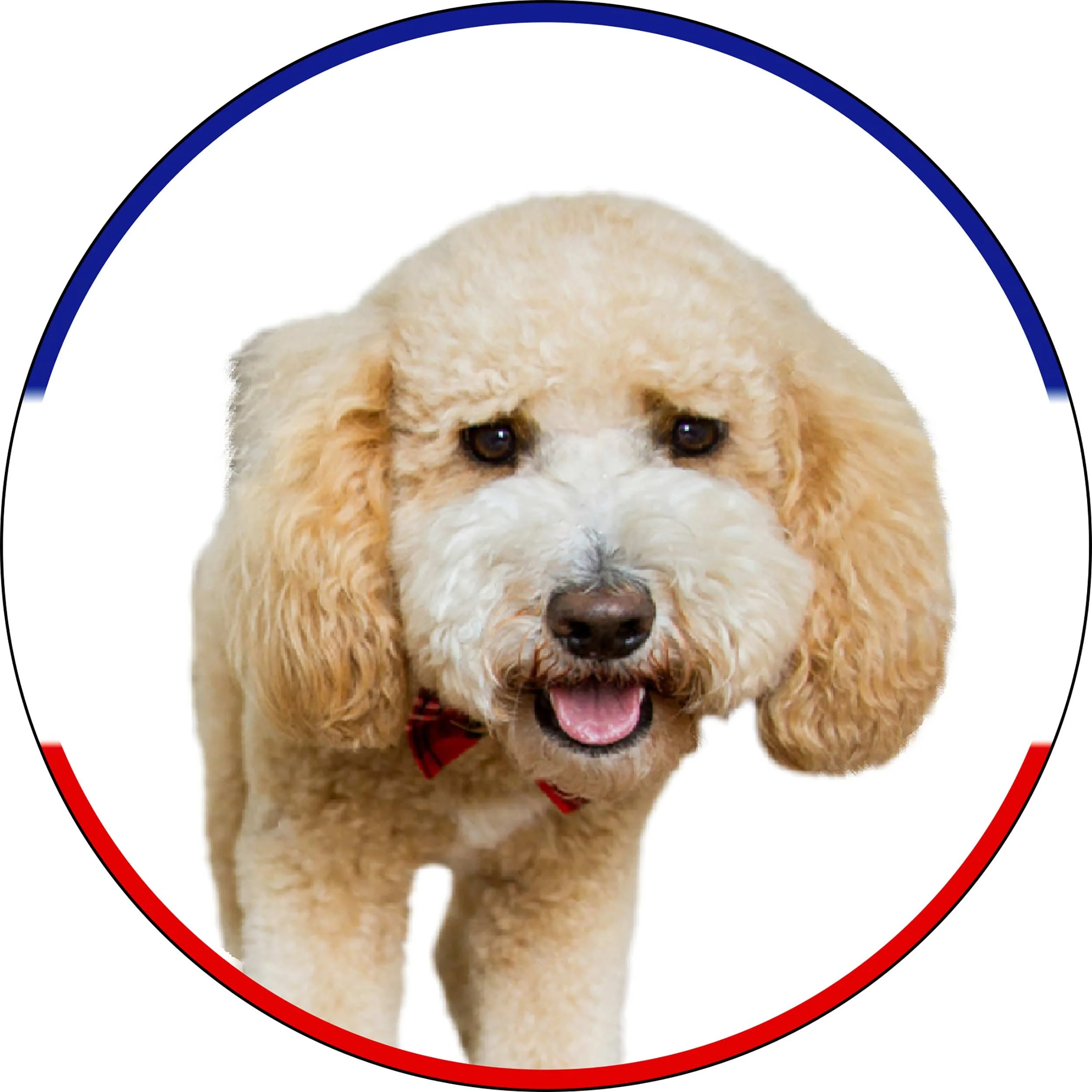 goldendoodle-rwb.jpg