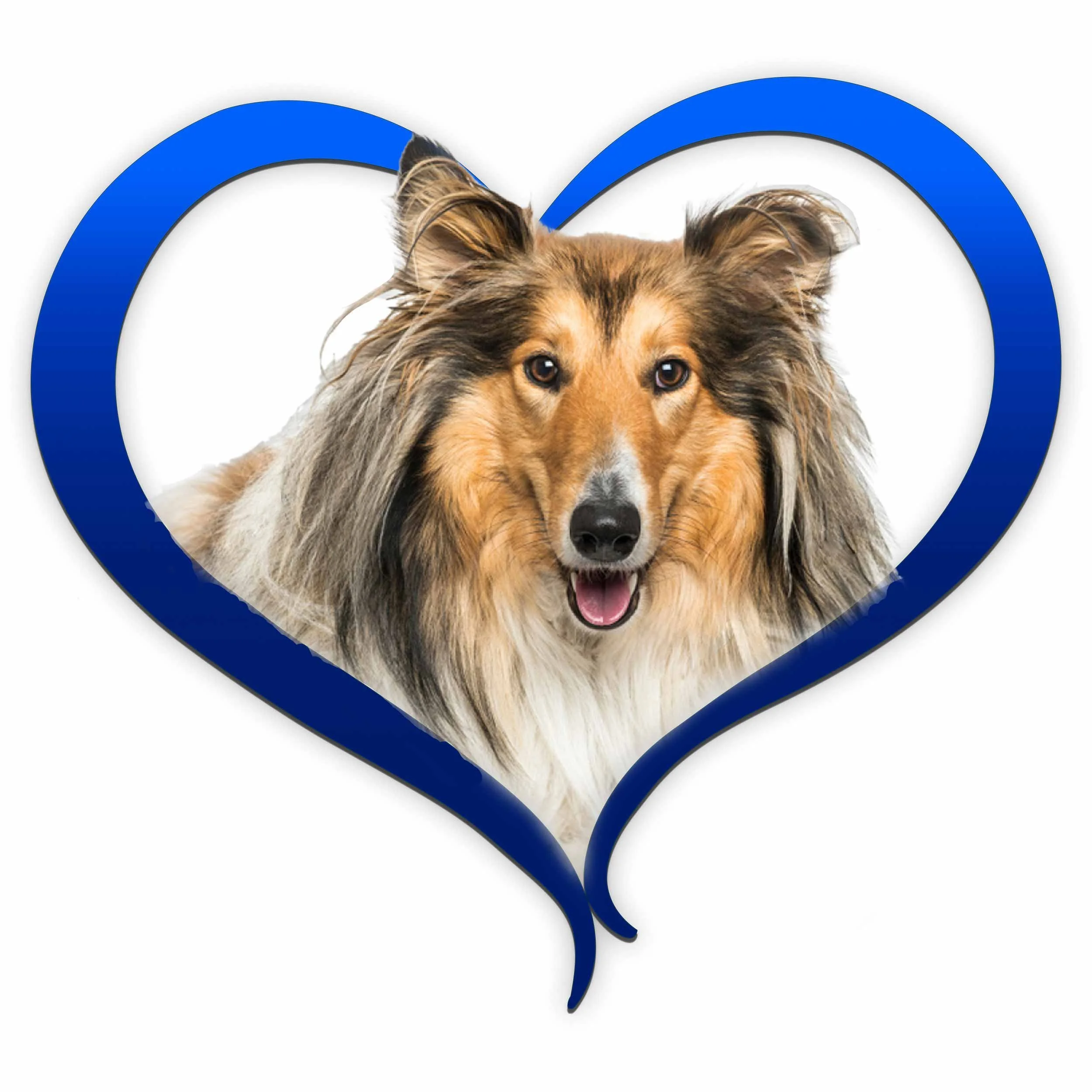collie-blue.jpg
