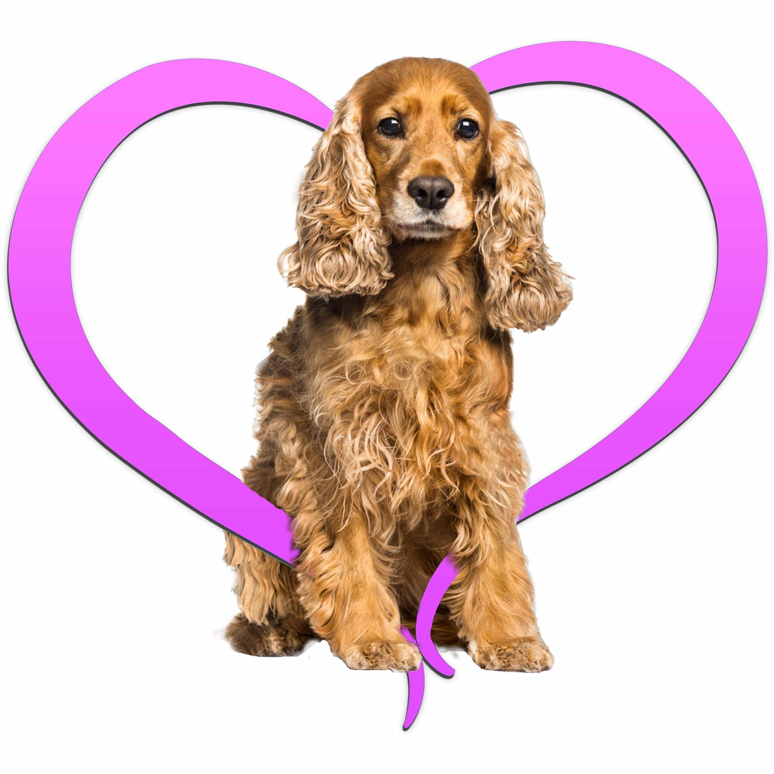 cocker-spanial-red-pink.jpg