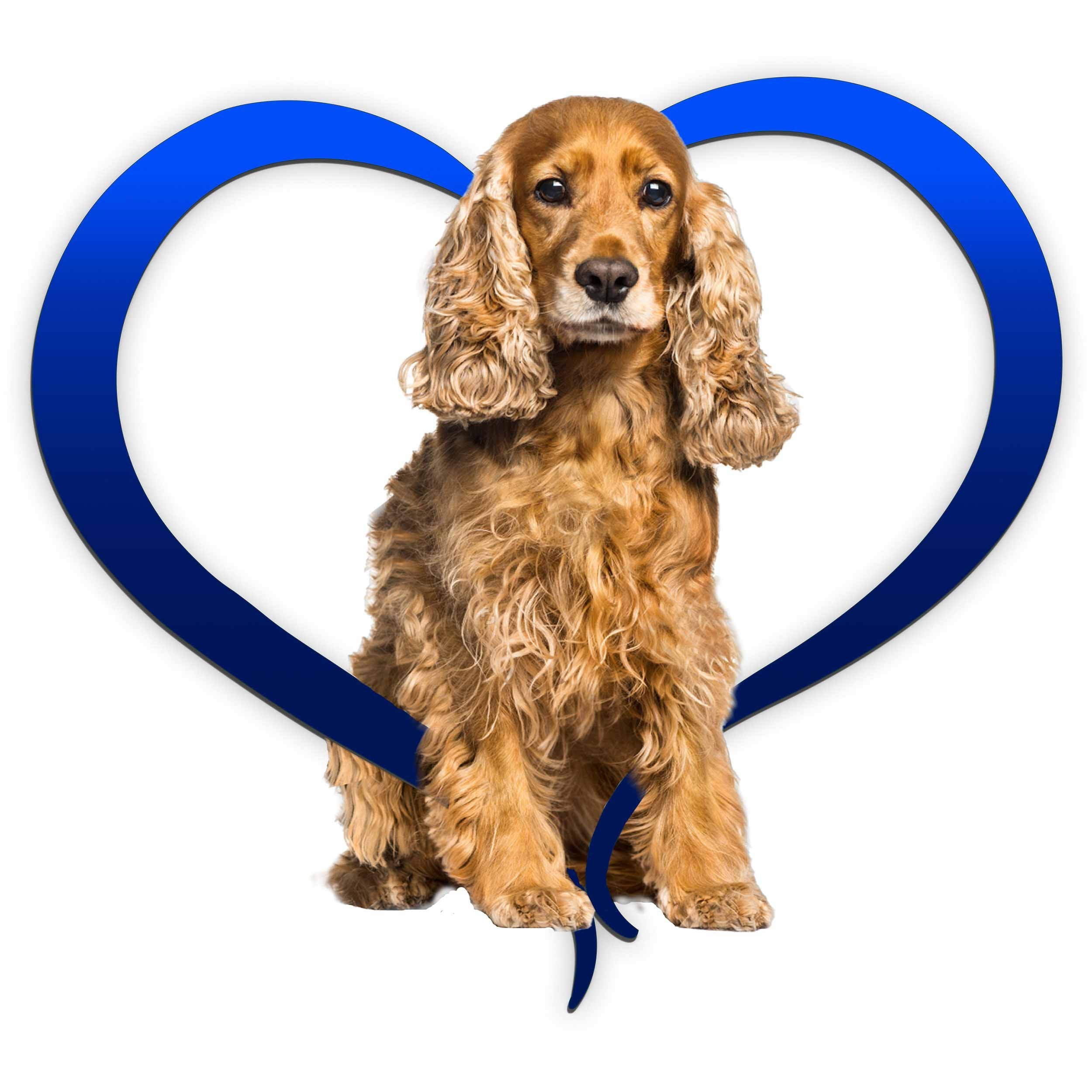 cocker-spanial-red-blue.jpg