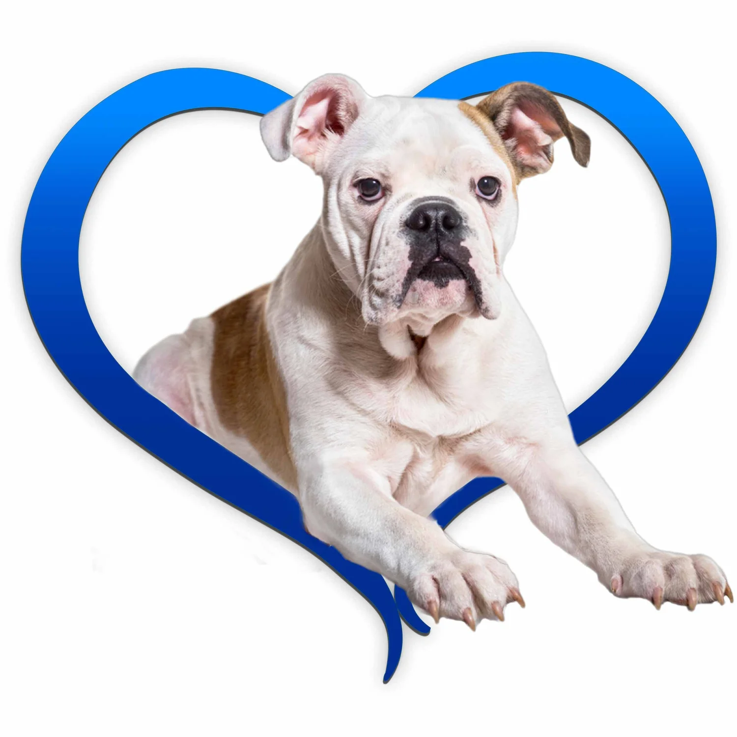 bulldog-blue.jpg