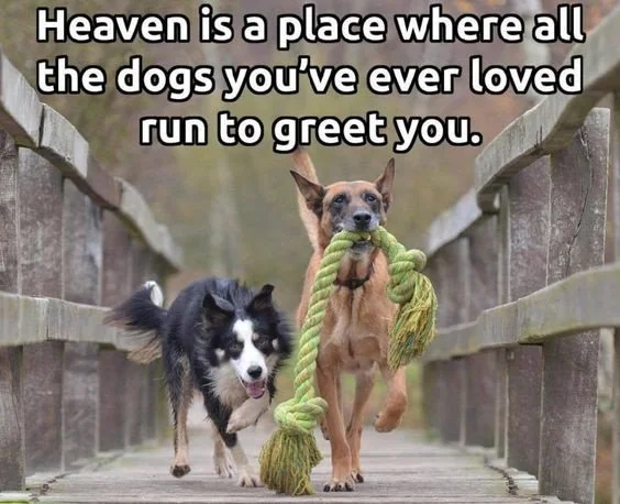 main-qimg-d3713164ef9826878848ce7e808fe08e-lq.jfif