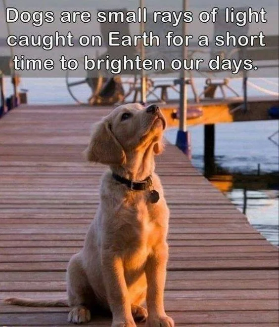 main-qimg-2b7a93e3d9ccf07b54efd50d9be37586-lq.jfif