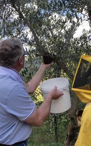 Using his bare hands to recover the swarm