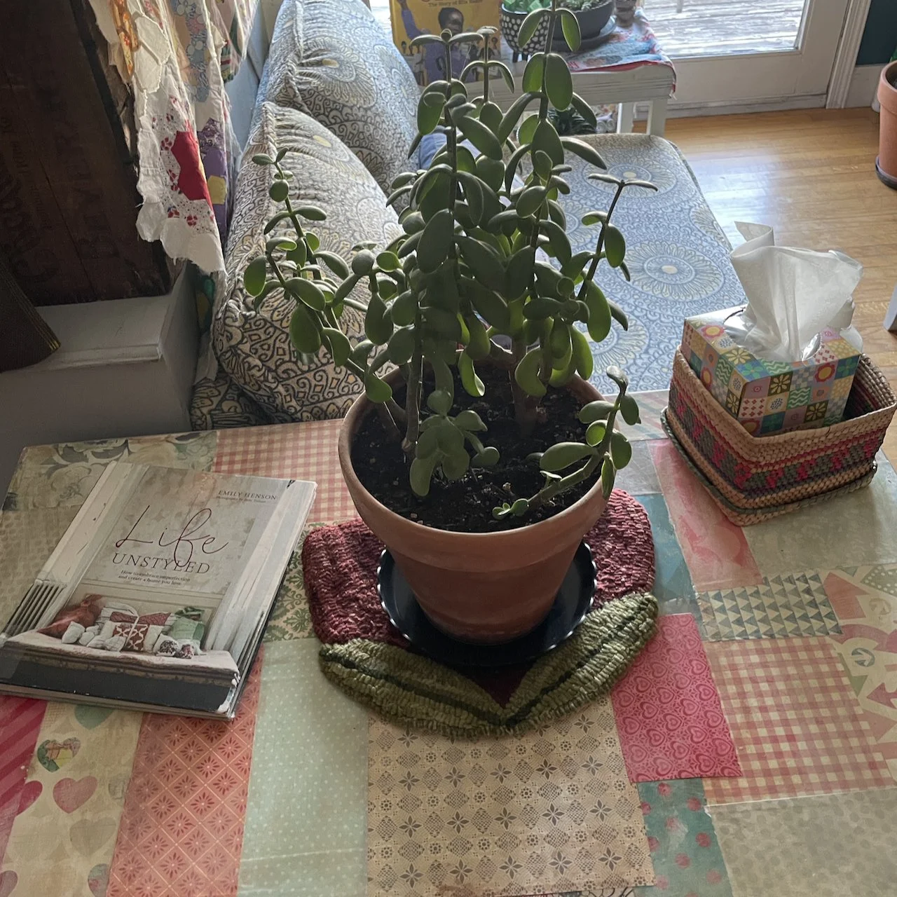 Big Folky tulip situ.jpeg