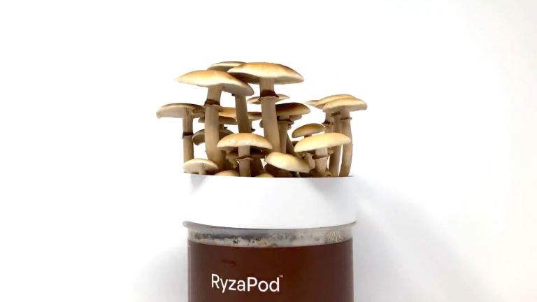 ryzapod_freeze_frame.png