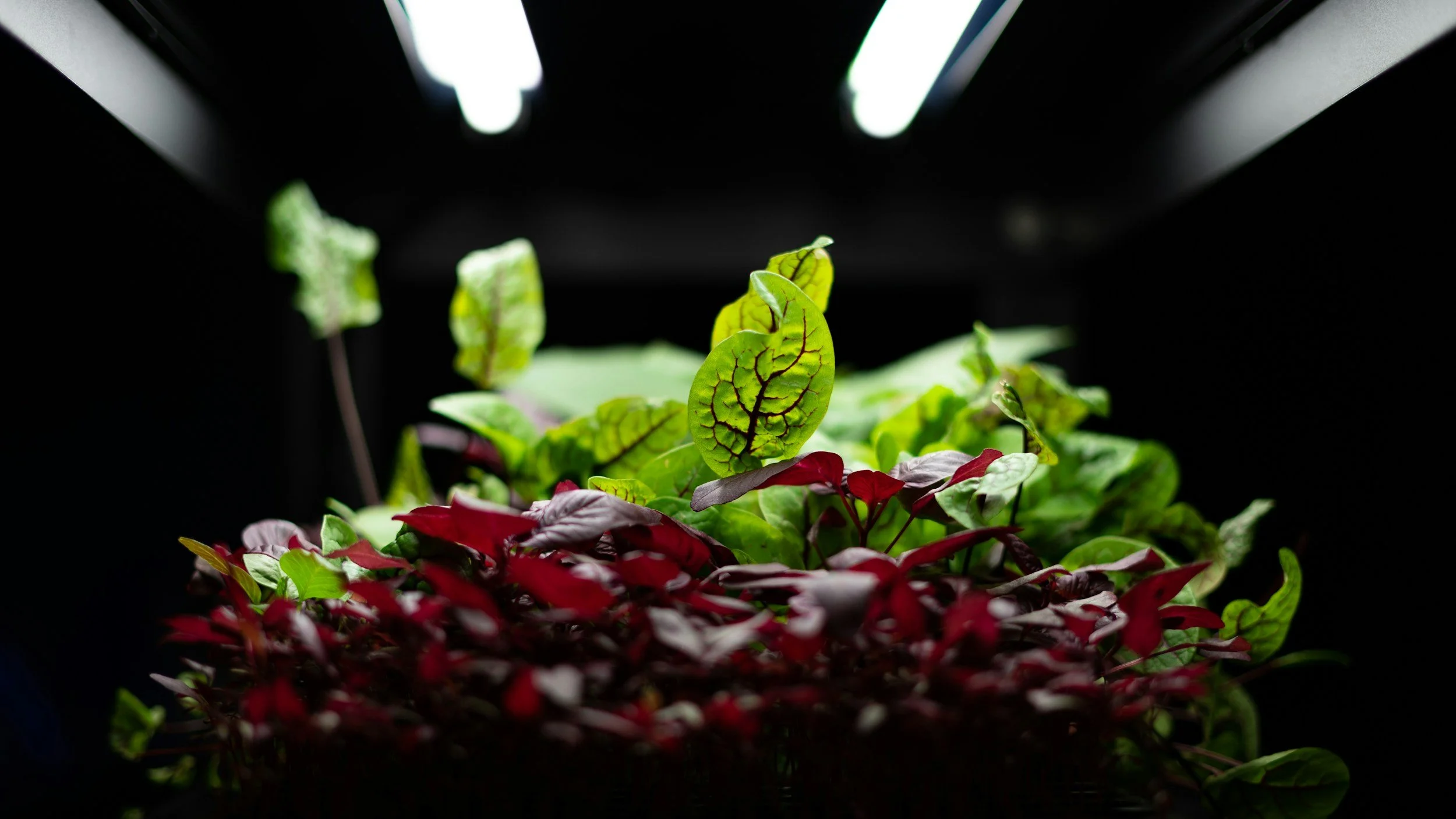 Lights For Growing Mushrooms?