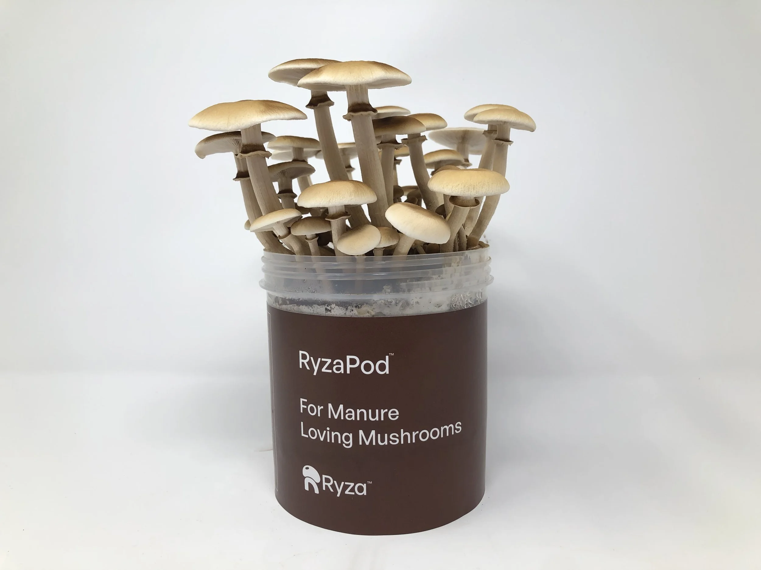 manure loving mushroom grow kit