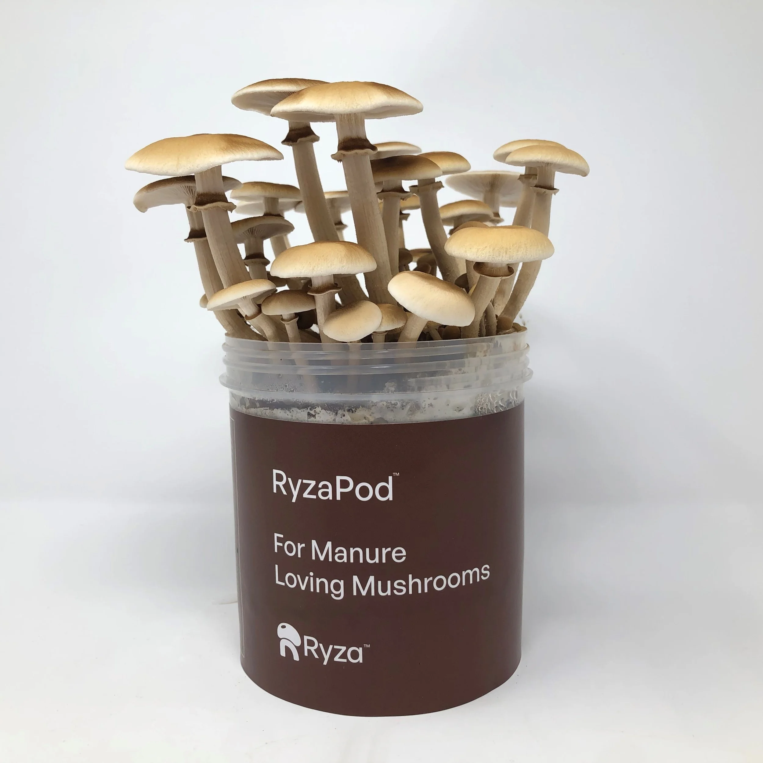 RyzaPod_growing_mushrooms_sq.jpg