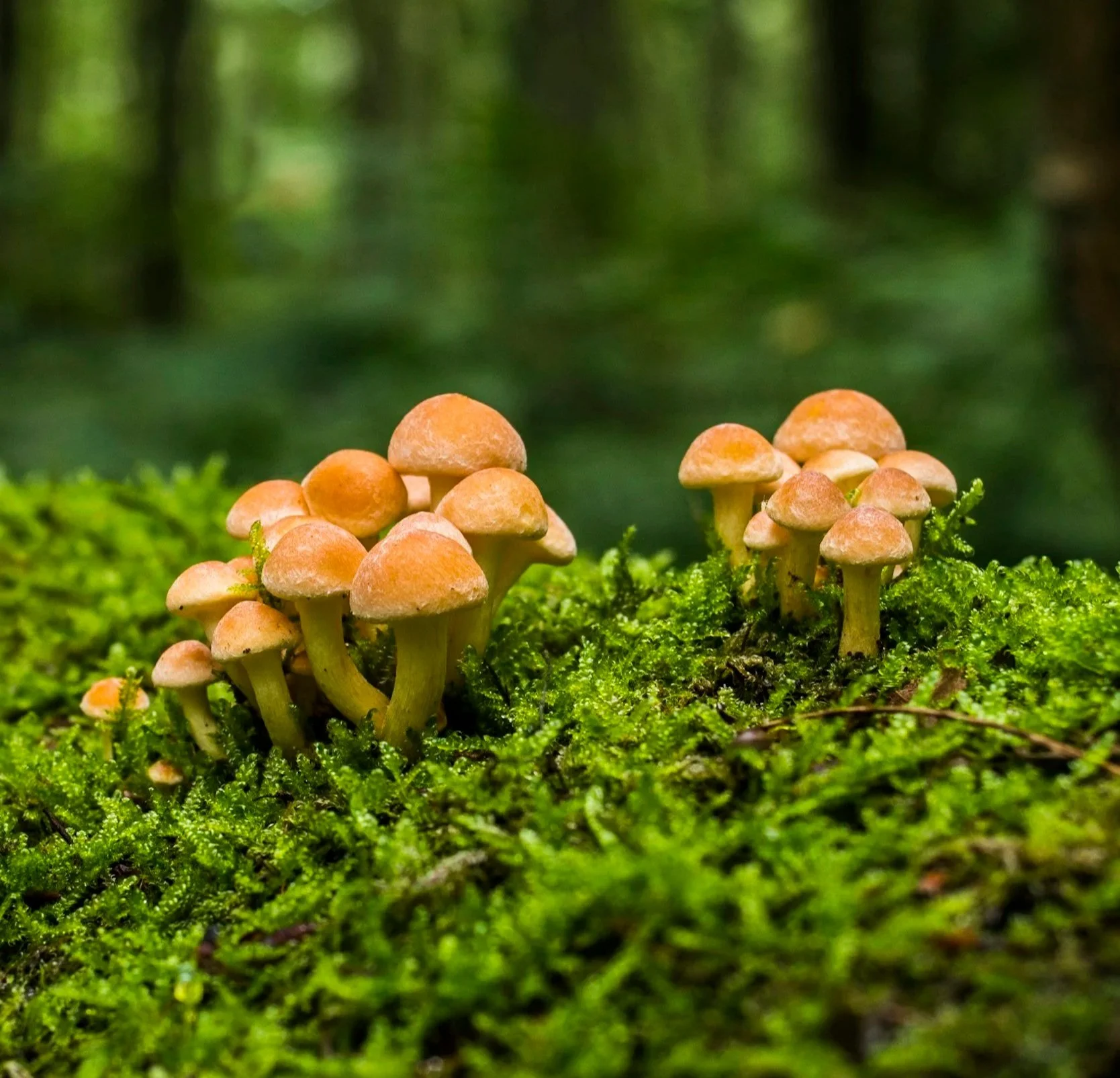 mushrooms grow in a forest environment