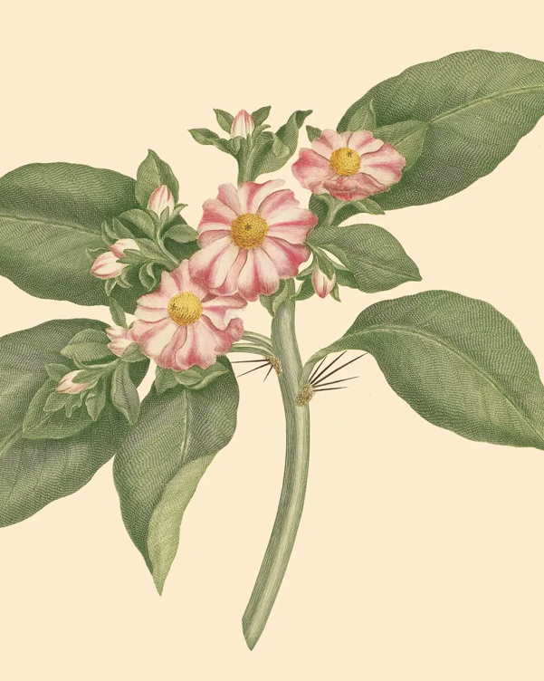 Pink flower.png