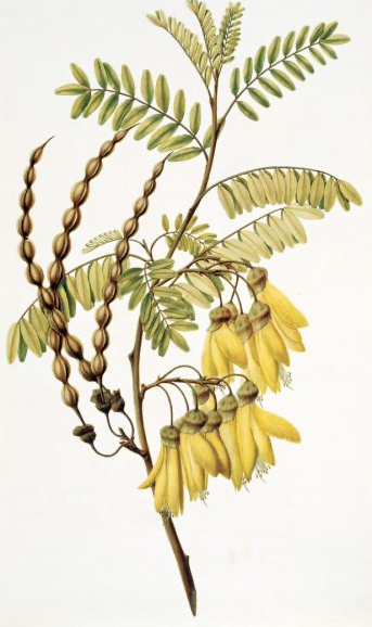 Kowhai.png