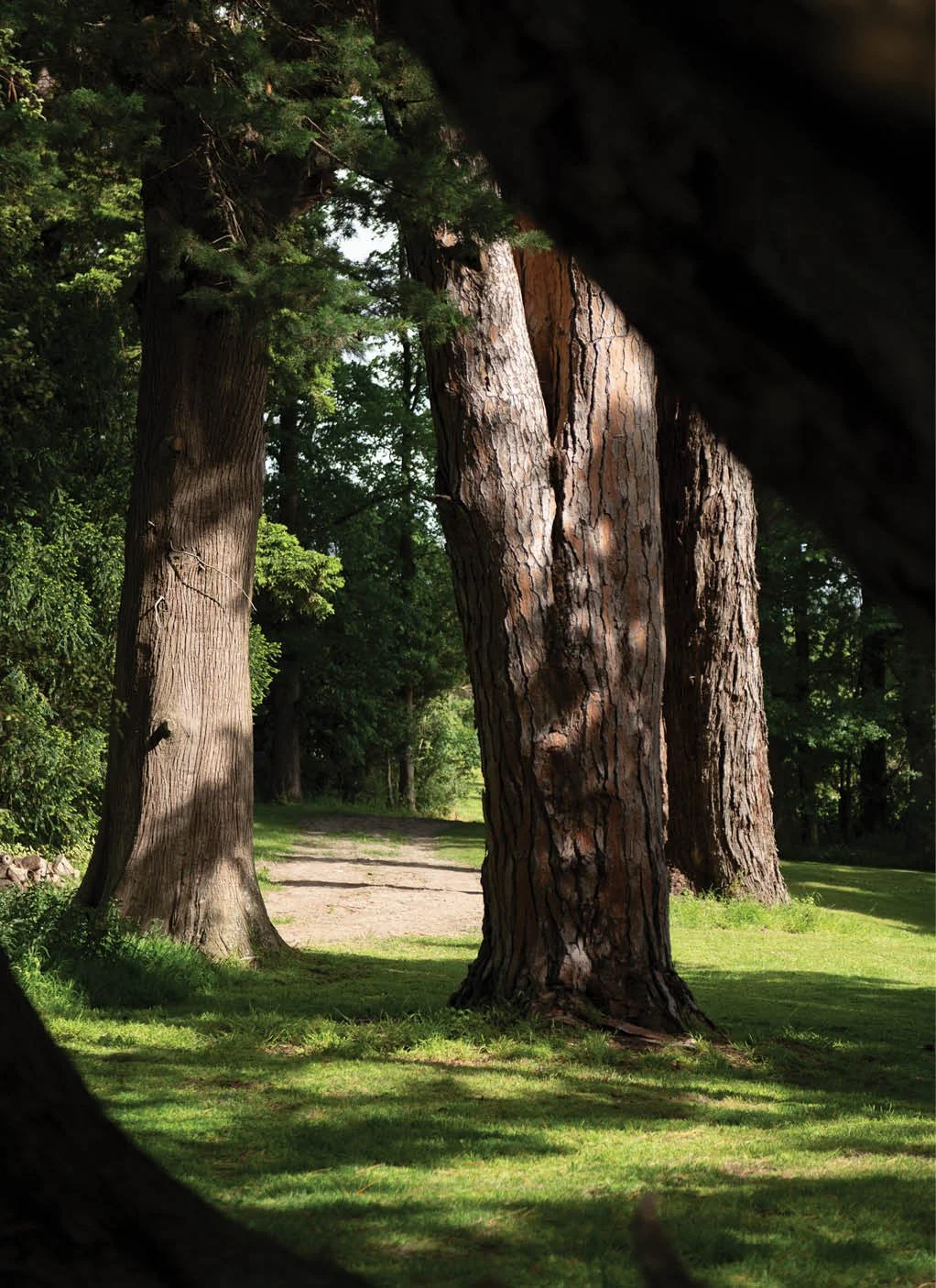 Significant trees