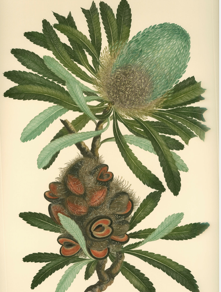 Wattle.png