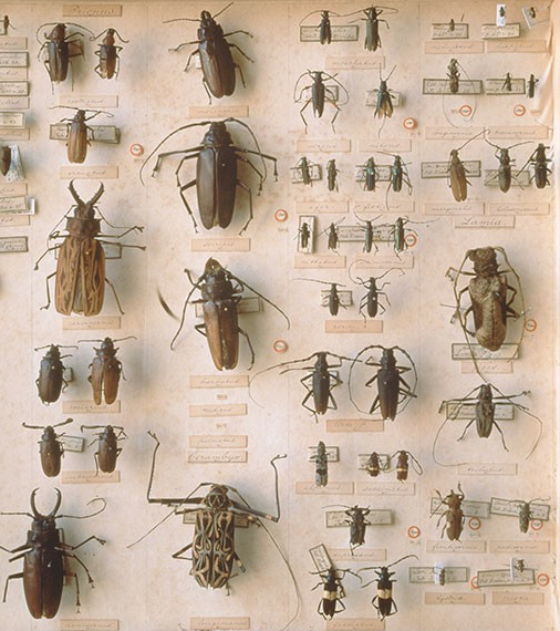 Beetles.png