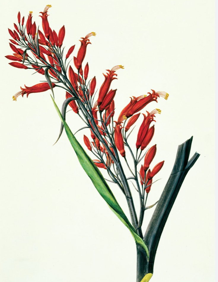 flax flower.png