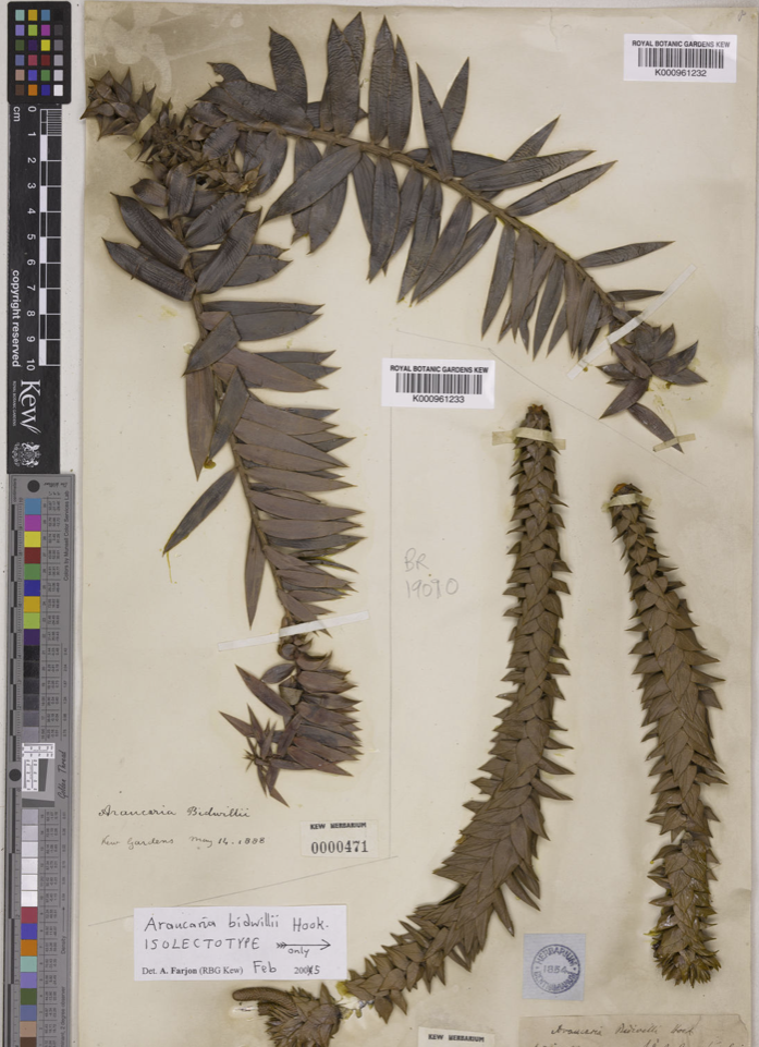 Bidwillii sample.png