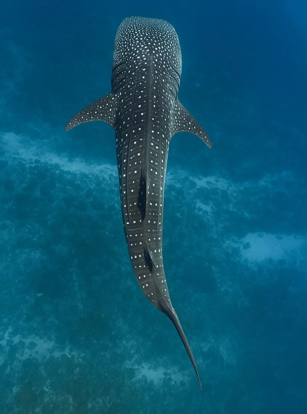 Dive deep in Oman and swim alongside majestic whale sharks in untouched nature #Oman #Nature