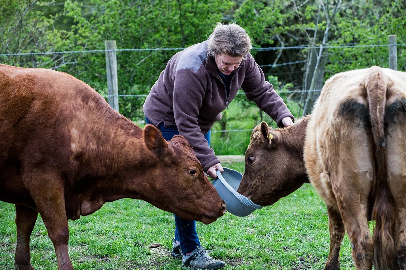 woman-feeding-two-brown-cows-on-a-farm-2022-03-04-02-24-17-utc_kl.jpg