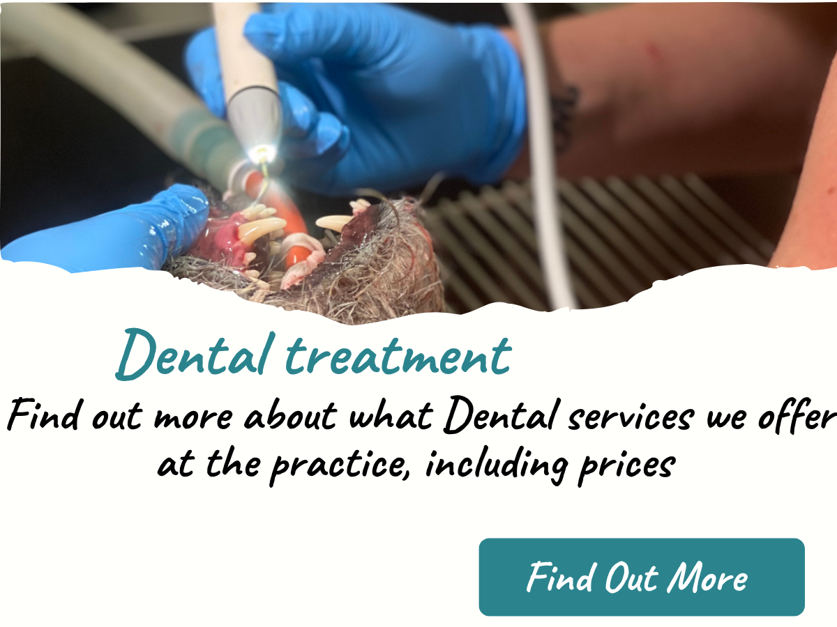 dentals