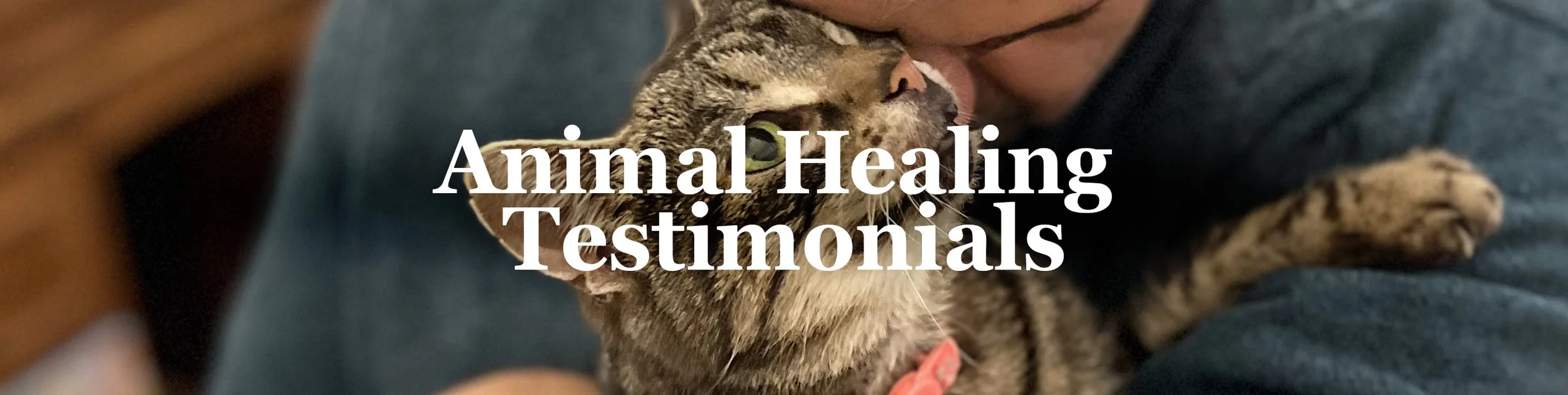 Animal Healing Testimonials Header v2.jpg