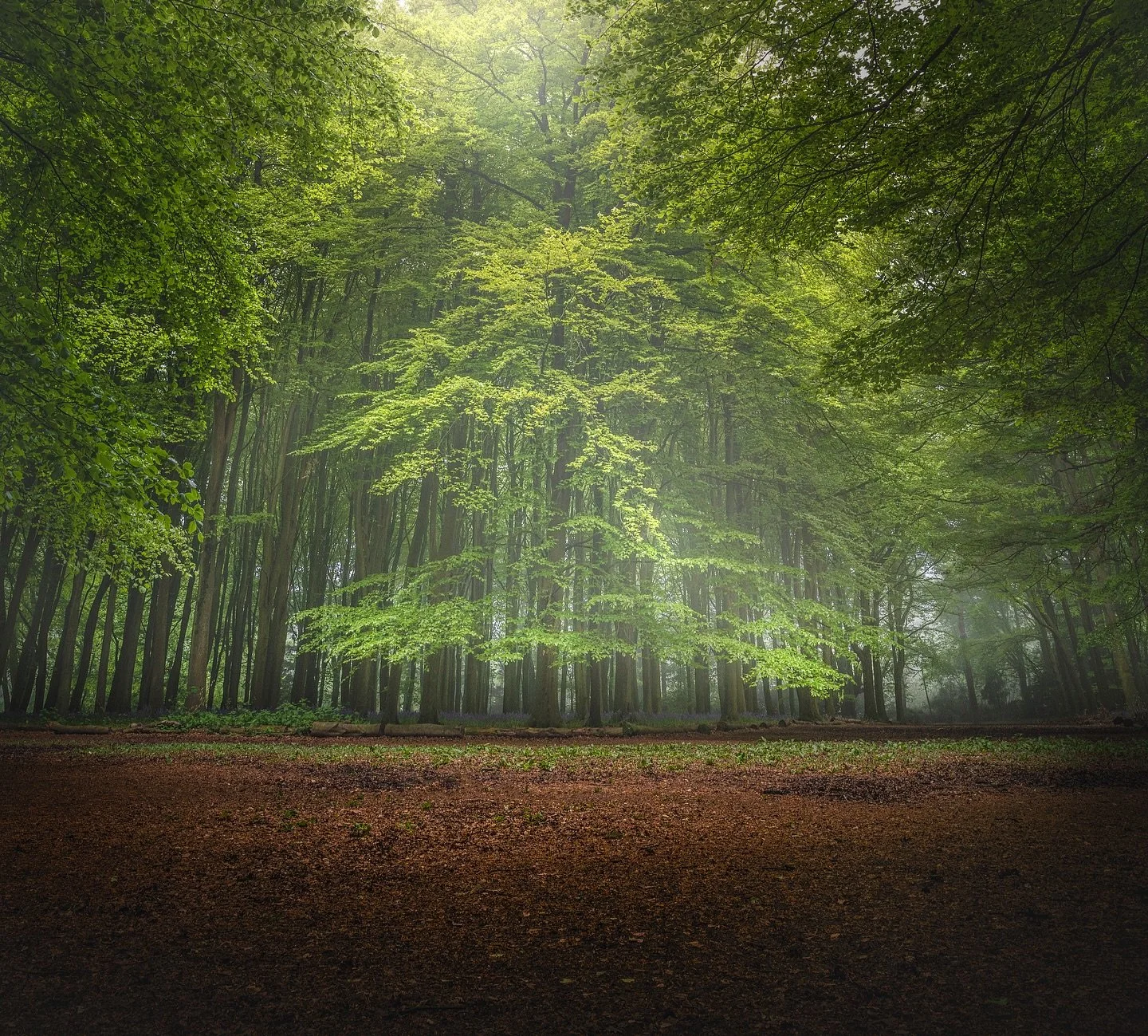The light from above in a beautiful foggy forest! Had such a fun morning here last year ðĪĐ
.
#landscapephotography #woodlandphotography #trees #moods_in_frame #epic_captures
