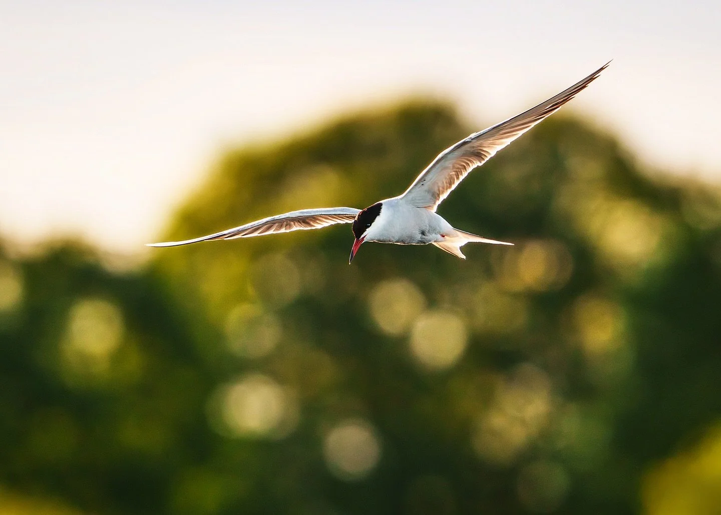 Been practicing my ‘birds in flight’ photography! Think I need to lift some more weights, throwing around a HUGE bazooka of a lens tracking birds isn’t easy ðð
.
#wildlife #birdphotography #rspb #rspbotmoor #birdlovers