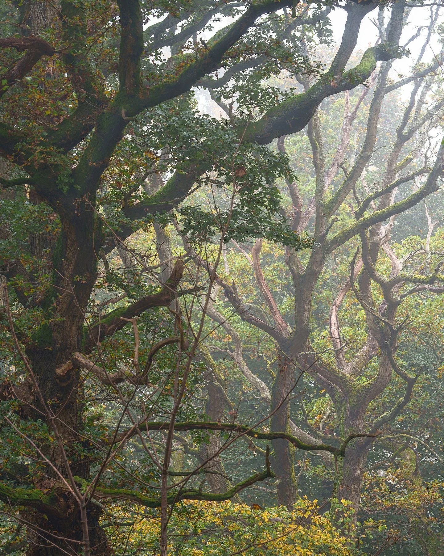 What a beautiful morning!! Finally we got a decent dollop of fog (I believe that’s the correct collective noun for a group of fogs… ð) so before work I went on a little adventure around Bagley Wood, next to Oxford. So many different tre