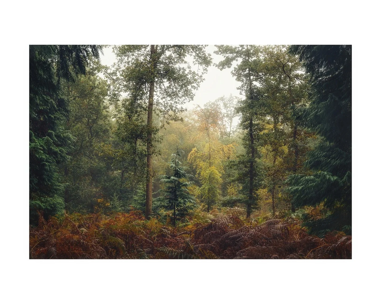 So many different tree species in Bagley Wood, don’t really know what each of them are.. need to get myself a tree book so I can nerd out!
.
#alphaautumnuk #autumn #foggy #woodland #woodlandphotography