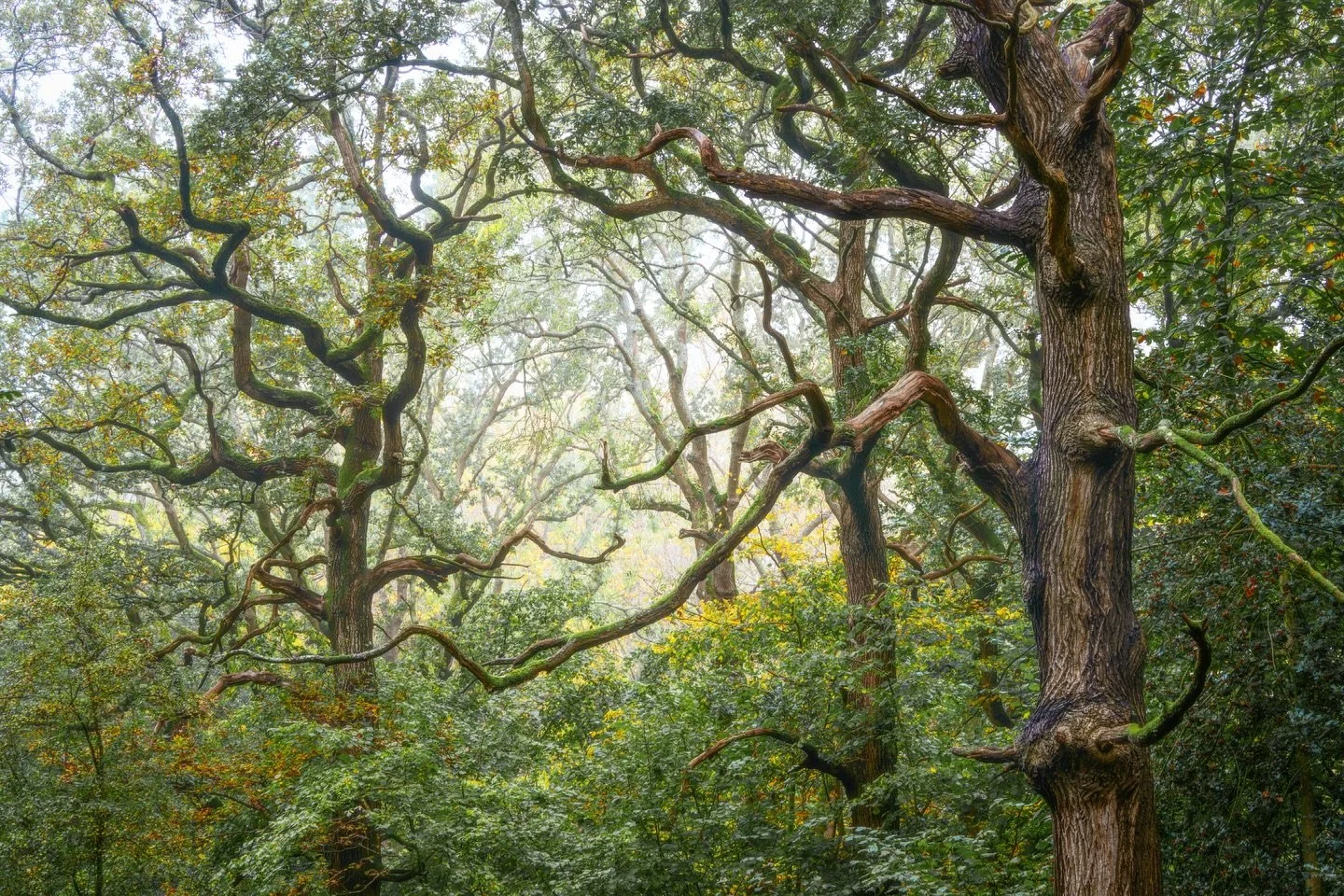 Some lovely squiggly trees!!