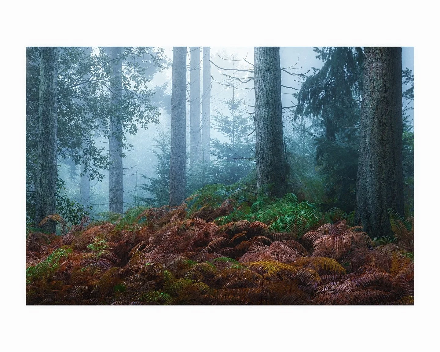Decided to opt for cooler tones on this edit, make it a bit more spooky. T’is pumpkin spiced latte season after all!! 
.
#woodland #woodlandphotography #cooltones #forestphotography #forestlovers #foggymorning #foggyforest
