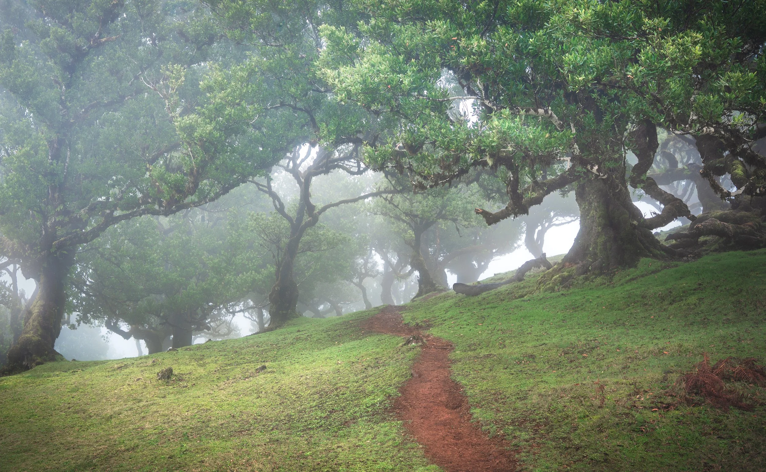 MADIERA-Fanal-PathThroughForest.jpg