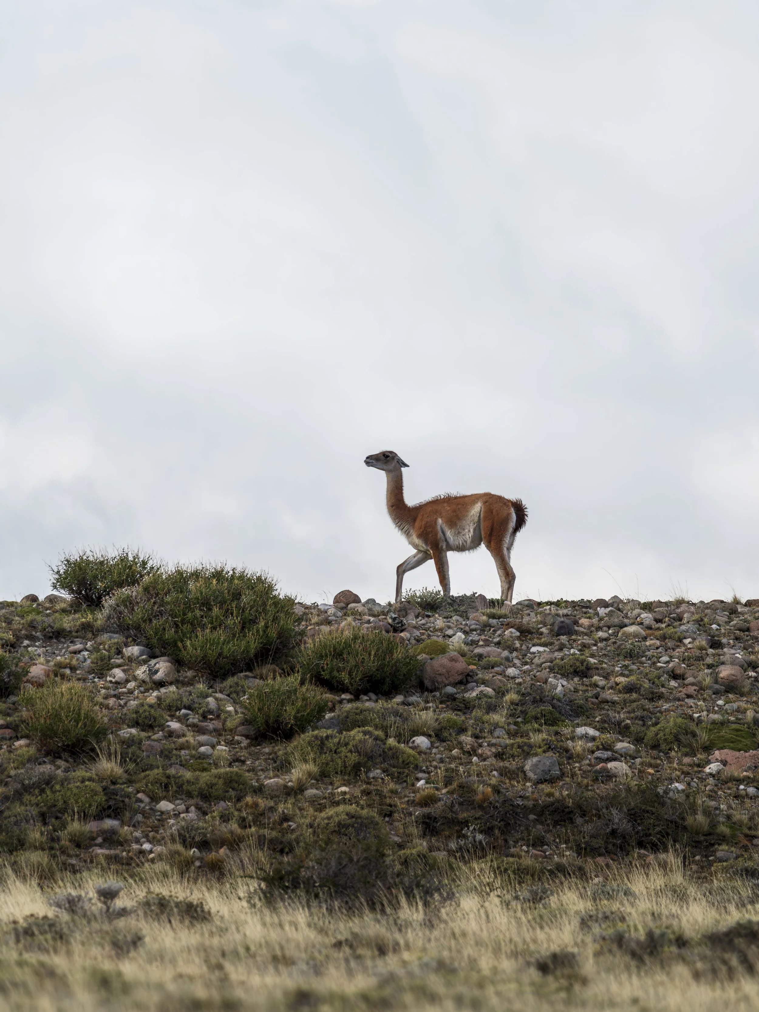 PATAGONIA-ElChalten-Gallery2-20260214-_DSC0026.jpg