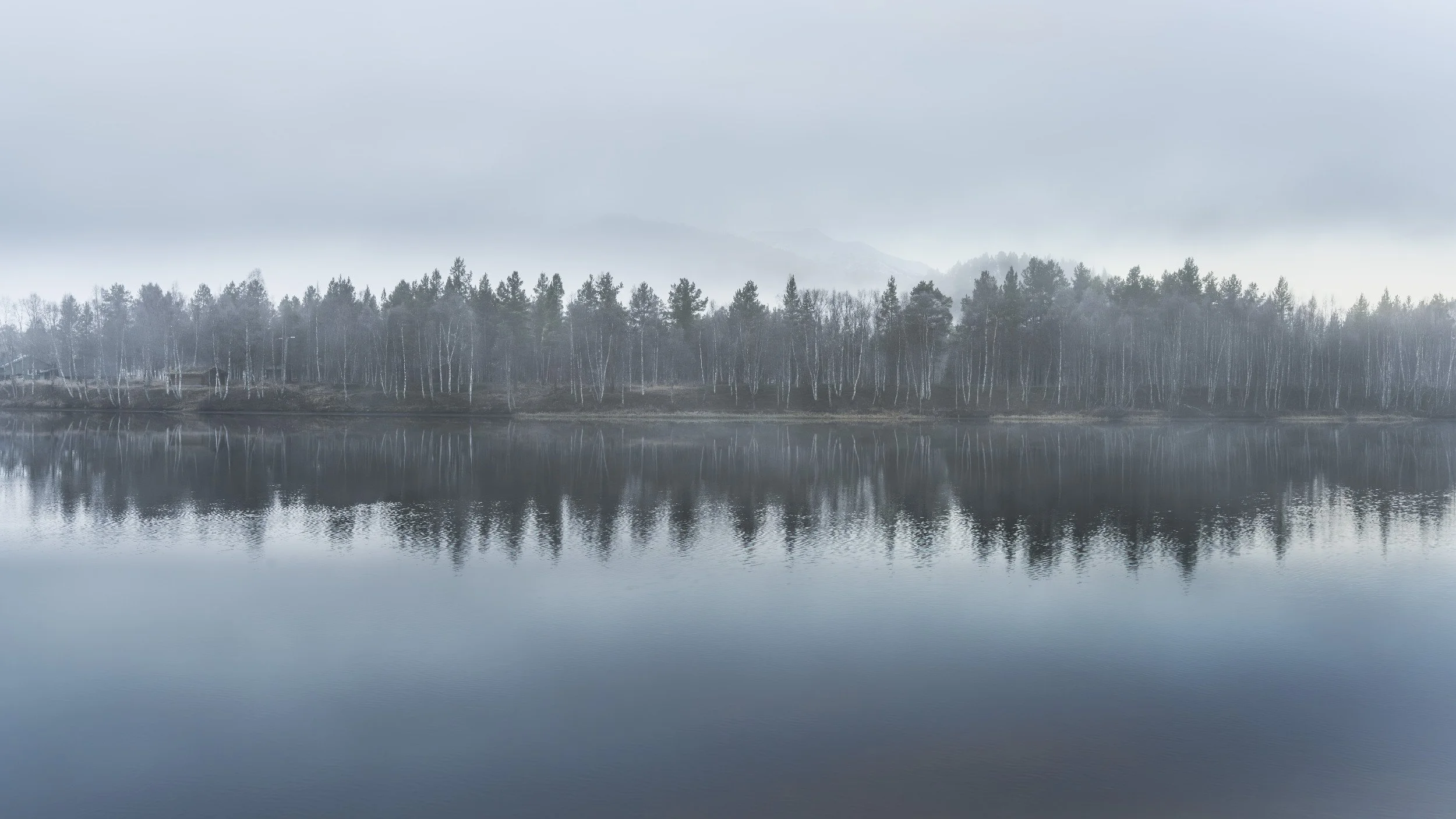 NORWAY-Bardufoss-FoggySymmetry16x9AllTrees_web.jpg
