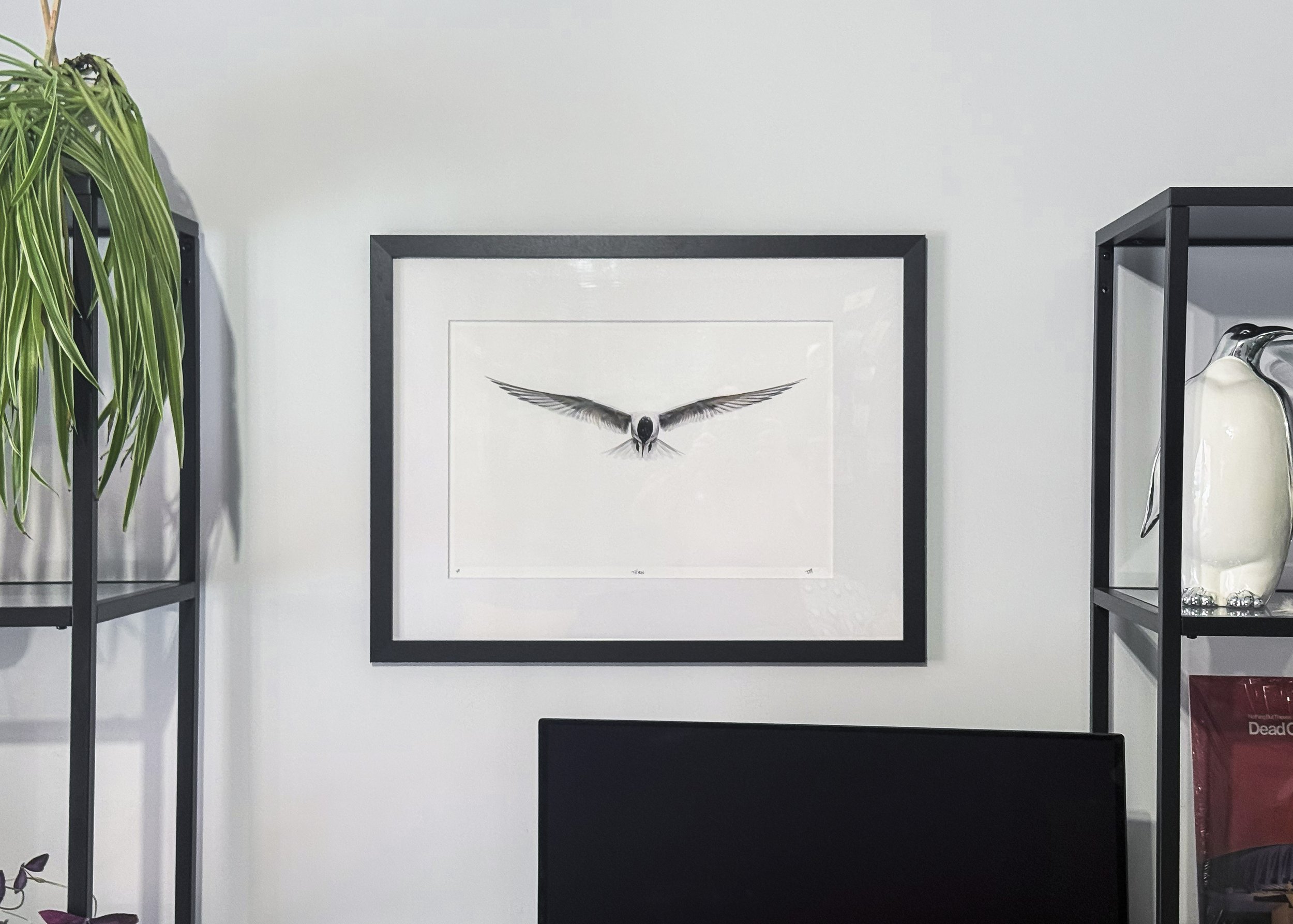 ANTARCTICA-Tern-FineArtPrint-LivingRoomPrint.jpg