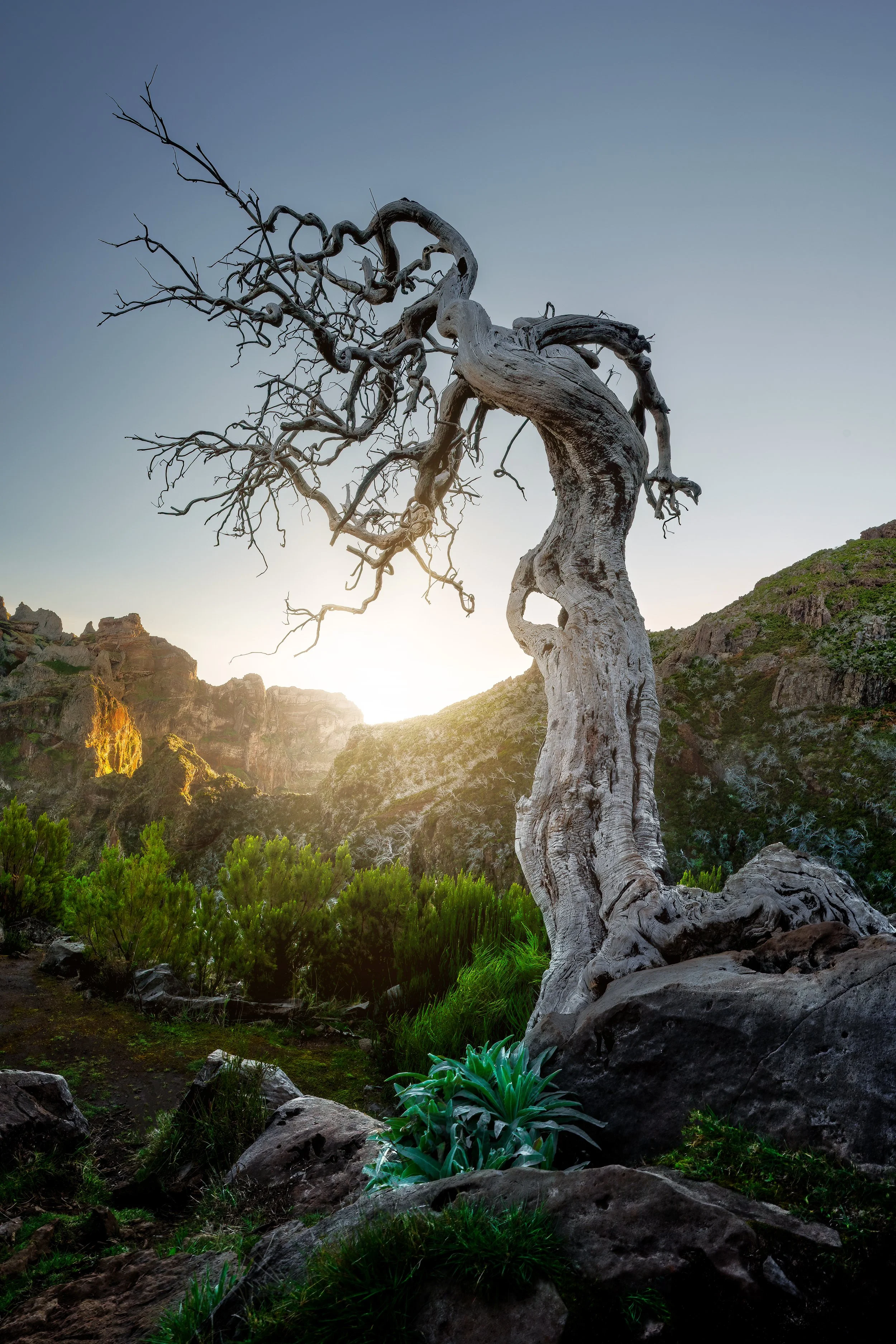 MADEIRA-PicoRuivo-DeadTree-Goodbye3-crop.jpg